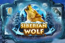 Siberian Wolf