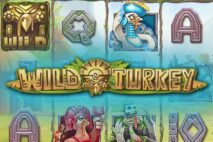 Wild Turkey