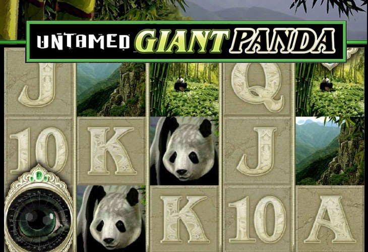 Untamed Giant Panda Untamed Giant Panda
